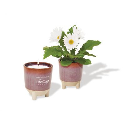 Modern Sprout® Glow & Grow Live Well Gift Set - Burgundy: Wildflower w- Daisy Seeds