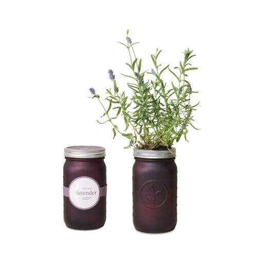 Modern Sprout® Indoor Herb Garden Kit - Lavender-2