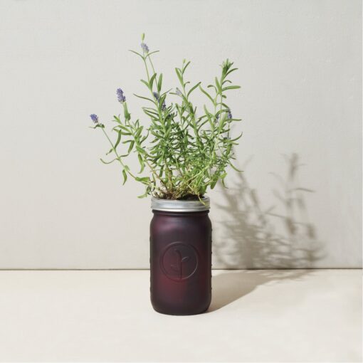 Modern Sprout® Indoor Herb Garden Kit - Lavender-4