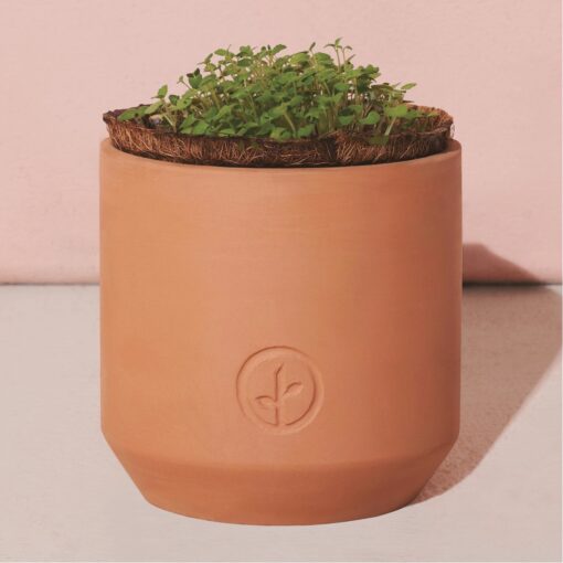 Modern Sprout® Tiny Terracotta Grow Kit Champagne Poppies - Terracotta-4